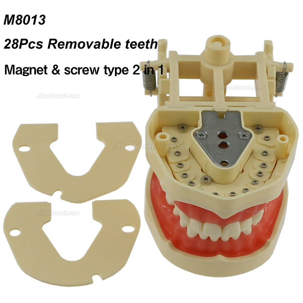 Dental Restorative Typodont Model 28/32 M8013/M8014-2 Compatible with Frasaco ANA-4/AG3